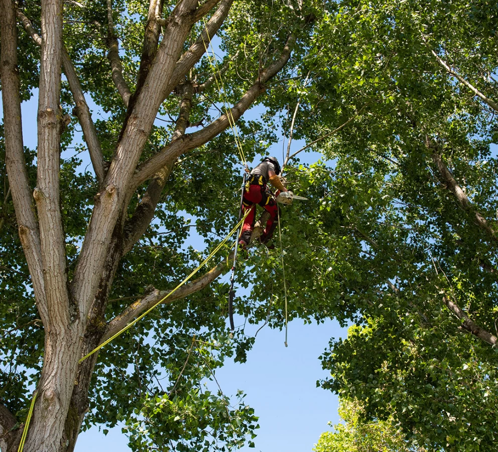 Société spécialisée en élagage, abattage et soins des arbres.